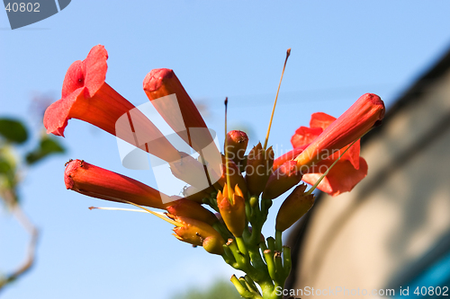 Image of Red Flower