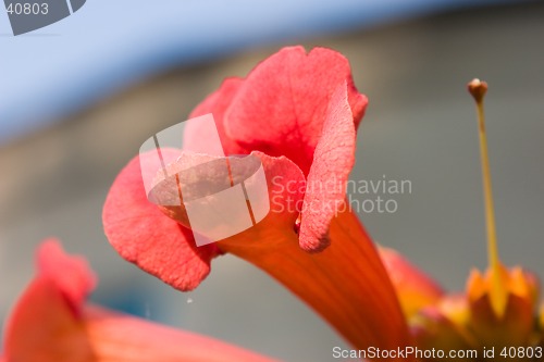 Image of Red Flower