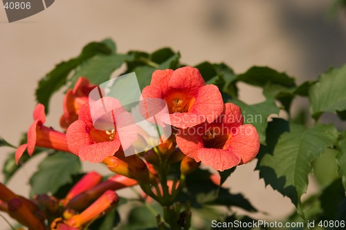 Image of Red Flower