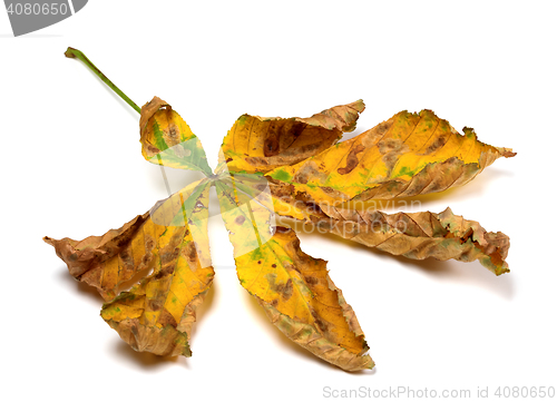 Image of Dry autumn leaf of chestnut