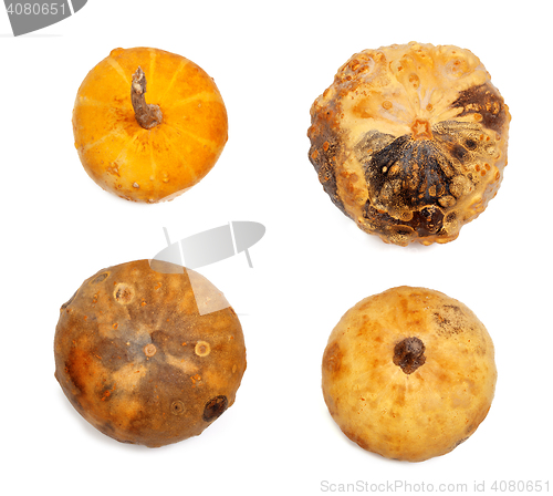 Image of Four small decorative pumpkin