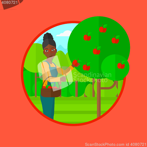 Image of Farmer collecting apples vector illustration.