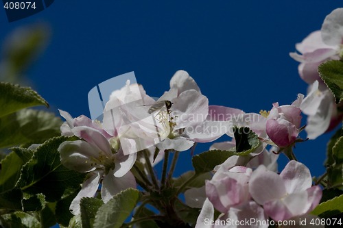 Image of appleblossom against blue sky