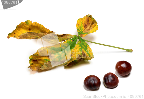 Image of Dry autumn leaf and three seeds of chestnut