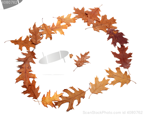 Image of Frame of autumn dried oak leaves