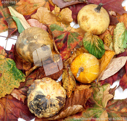 Image of Four small decorative pumpkins on autumn leafs