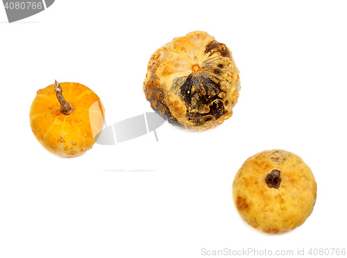 Image of Three small decorative pumpkin