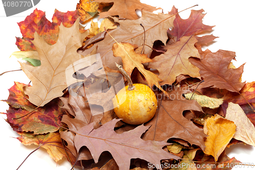 Image of Small decorative pumpkin on autumn leafs