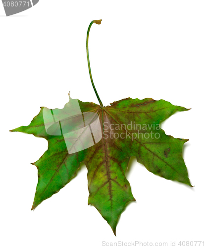 Image of Multicolor maple-leaf