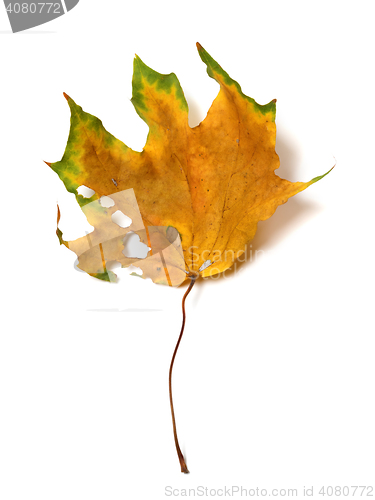 Image of Autumn dried multicolor maple leaf with holes