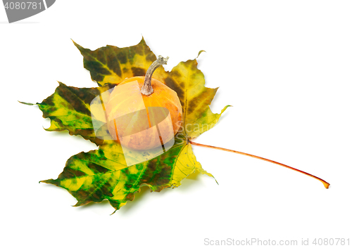 Image of Small decorative pumpkin on autumn multicolor maple-leaf