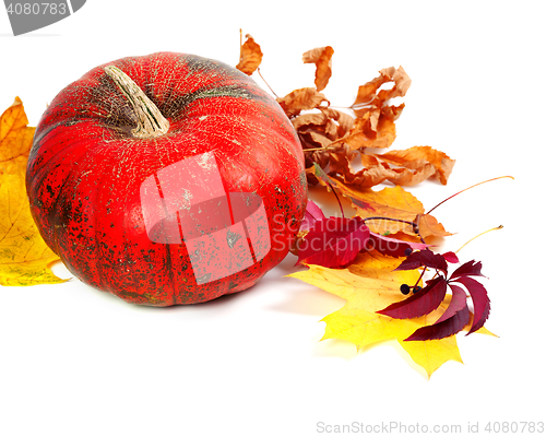 Image of Ripe pumpkin and autumn leaves