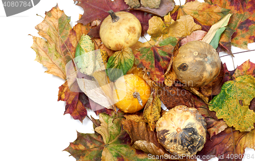 Image of Four small decorative pumpkins on dry autumn multicolor leafs