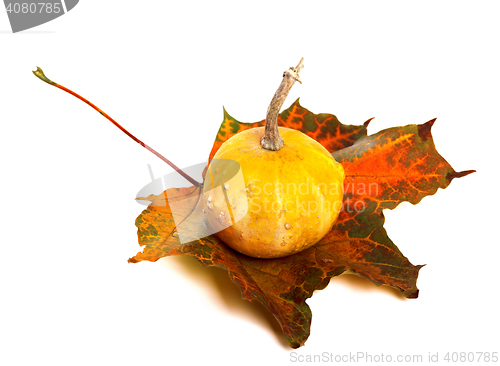 Image of Decorative pumpkin on autumn maple-leaf