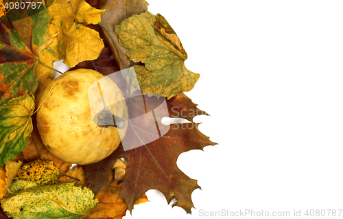 Image of Small decorative pumpkin on dry autumn multicolor leafs