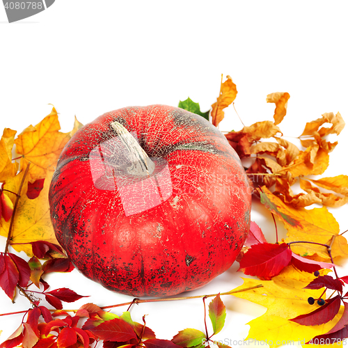 Image of Red ripe pumpkin and autumn leaves on white 