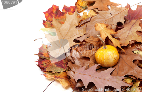 Image of Small decorative pumpkin on autumn leafs