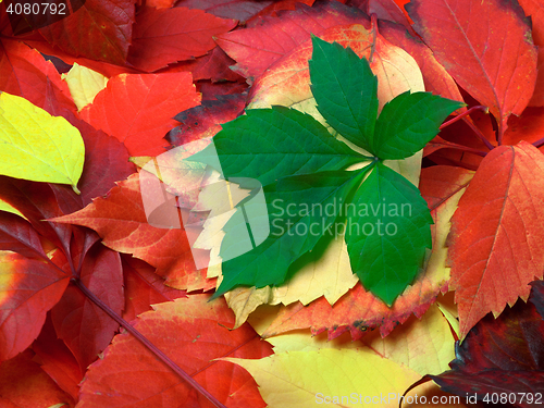 Image of Background of multicolor autumn leaves