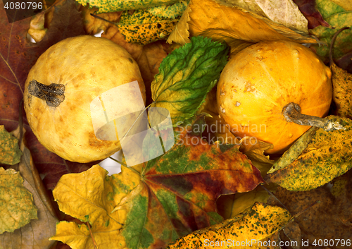 Image of Two small decorative pumpkins on dry autumn multicolor leafs