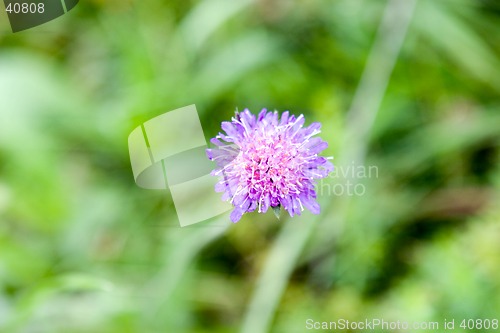 Image of Flower