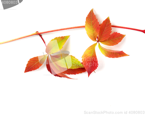 Image of Multicolor autumn branch of grapes leaves (Parthenocissus quinqu