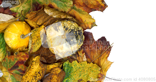 Image of Two small decorative pumpkins on autumn leafs