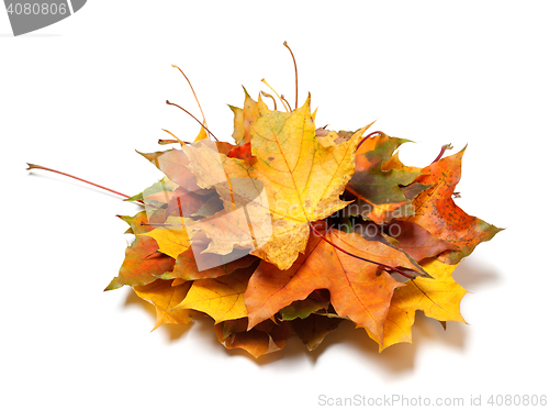 Image of Pile of autumn maple leaves