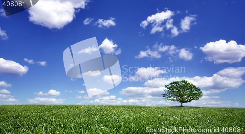 Image of Lonely tree on green filed