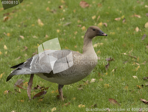 Image of Pink-footed Goose