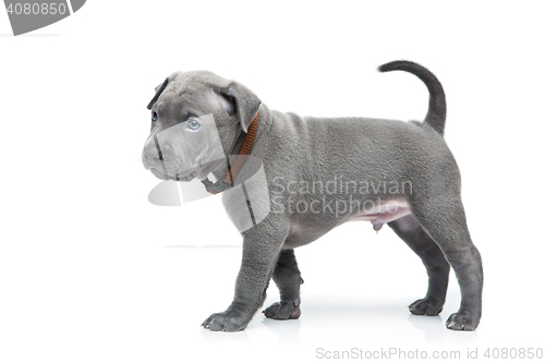 Image of Thai ridgeback puppy isolated on white