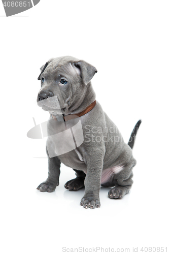 Image of Thai ridgeback puppy isolated on white