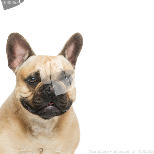 Image of Beautiful french bulldog dog