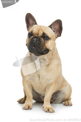 Image of Beautiful french bulldog dog