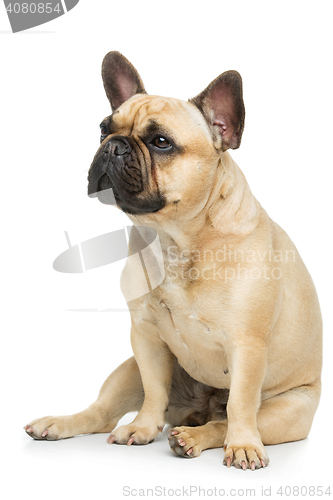 Image of Beautiful french bulldog dog