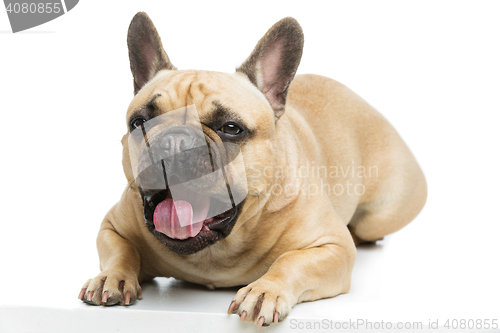 Image of Beautiful french bulldog dog