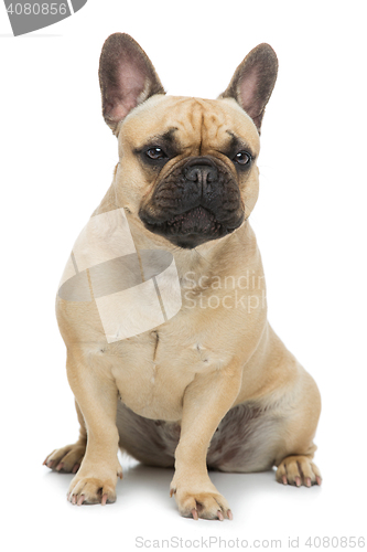 Image of Beautiful french bulldog dog