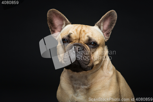 Image of Beautiful french bulldog dog