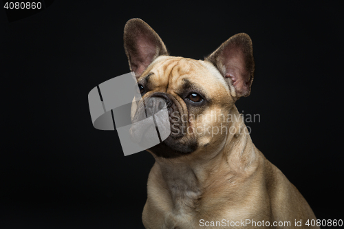 Image of Beautiful french bulldog dog