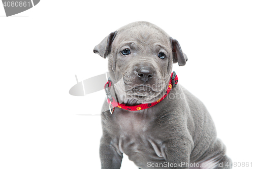 Image of Thai ridgeback puppy isolated on white