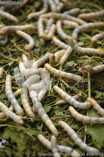 Image of Silkworms in silk farm, Siem Reap 