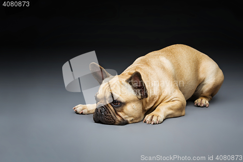 Image of Beautiful french bulldog dog