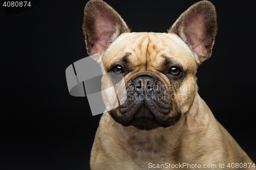 Image of Beautiful french bulldog dog