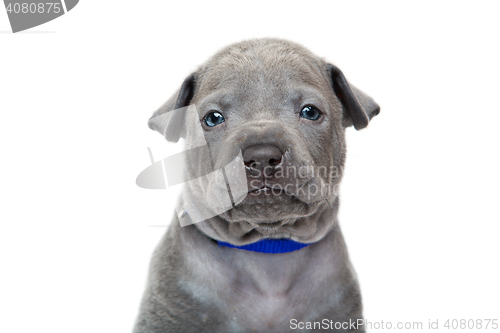 Image of Thai ridgeback puppy isolated on white