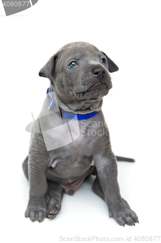 Image of Thai ridgeback puppy isolated on white