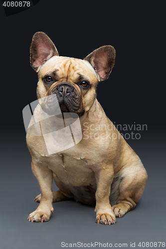 Image of Beautiful french bulldog dog