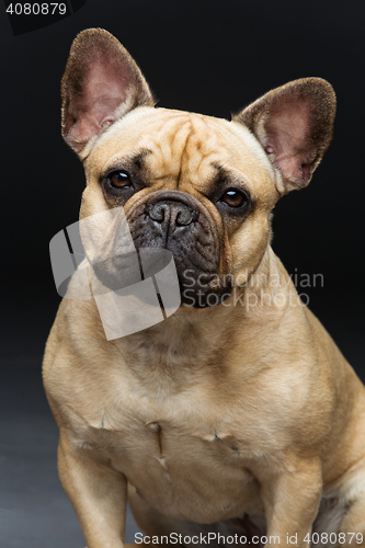 Image of Beautiful french bulldog dog