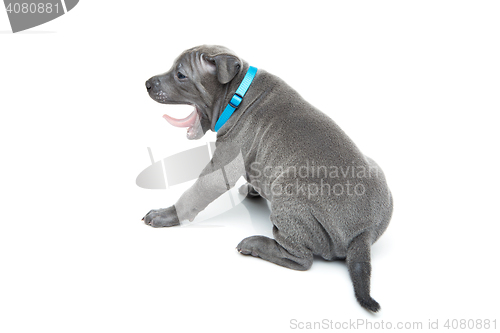 Image of Thai ridgeback puppy yawning