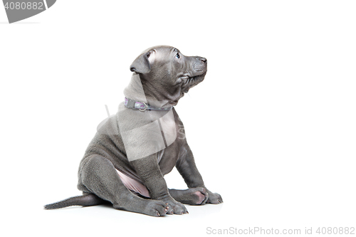 Image of Thai ridgeback puppy isolated on white