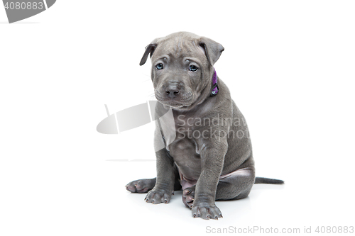 Image of Thai ridgeback puppy isolated on white