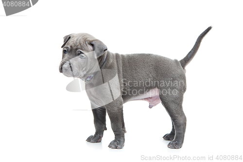 Image of Thai ridgeback puppy isolated on white